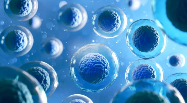 8 Fungsi Badan Golgi pada Sel Tumbuhan Beserta Struktur dan Cirinya 