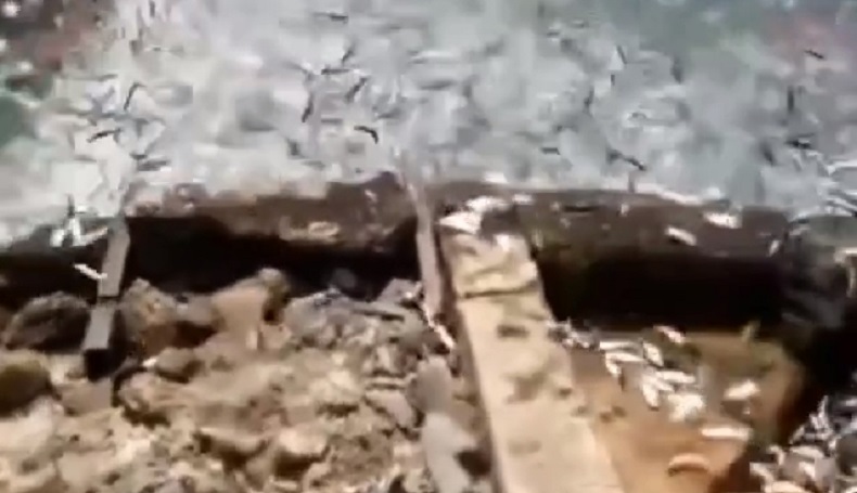 Fenomena Ribuan Ikan Berlompatan di Kepulauan Seribu, Ini Penyebabnya