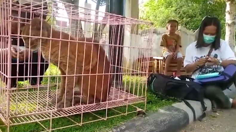 Geger! Warga Solok Temukan Hewan Langka Kucing Emas 