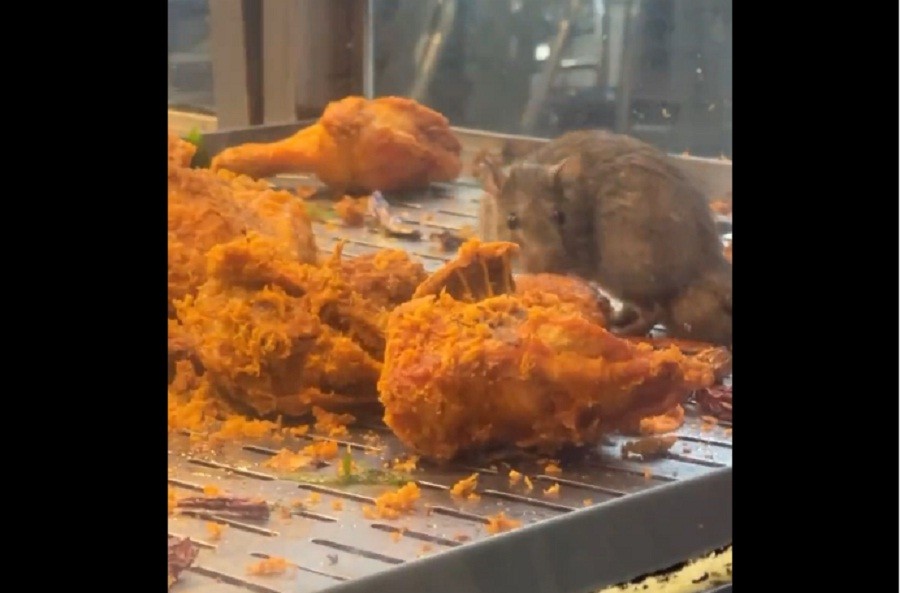 Ayam Goreng dalam Etalase Dijamah Tikus, Warung Makan Ditutup Aparat