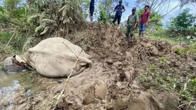 Gajah Jinak di Aceh Timur Mati Diinjak-Injak Gajah Liar