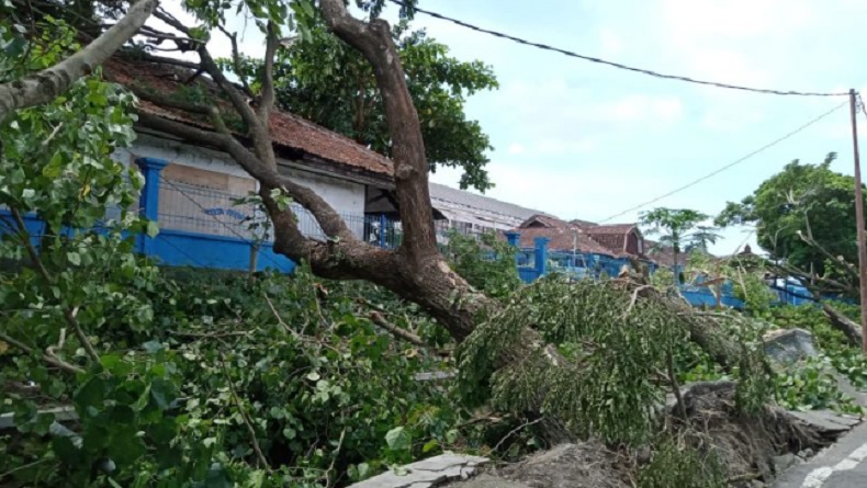 52 Pohon Tumbang di Mataram Diterpa Hujan Lebat dan Angin Kencang