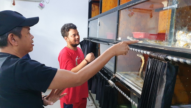 Banyak Orang Tewas Dipatuk Ular Kobra, Dedi Mulyadi Sambangi Rumah Panji Petualang