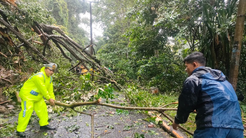 Pohon Tumbang Tutup Jalan Cikidang-Palabuhanratu, Kendaraan Dialihkan ke Jalan Alternatif