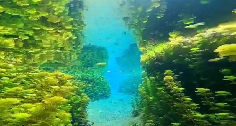 Pesona Mata Air Sumber Sirah, Snorkeling di Air Tawar Paling Jernih di Malang