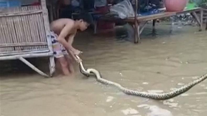 Ngeri, Ular Piton 3 Meter Terbawa Arus ke Permukiman Warga saat Banjir di Sampang
