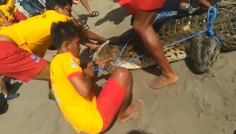 Buaya di Pantai Legian Ternyata Diburu Sejak 3 Tahun Lalu, Kok Bisa?