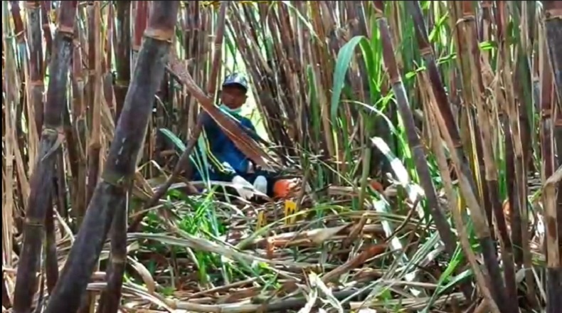 Kerangka Manusia di Lahan Tebu Gegerkan Warga Malang, Begini Kondisinya