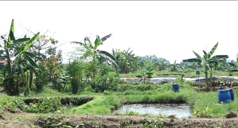 Kampung Unik di Boyolali, Pengunjung Singgah Jangan Kaget Lihat Rumah Warga Semua Punya Kolam Lele