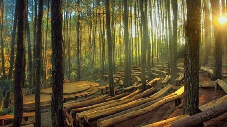 Hutan Pinus Mangunan: Keindahan, Fasilitas, Lokasi, hingga Harga Tiket Masuk