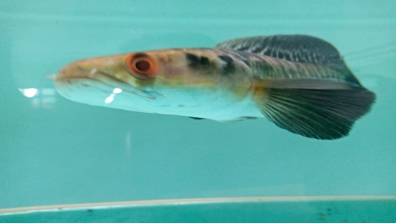 Miliki Karakter Warna Beragam, Ikan Channa Mulai Digemari Warga di Pemalang