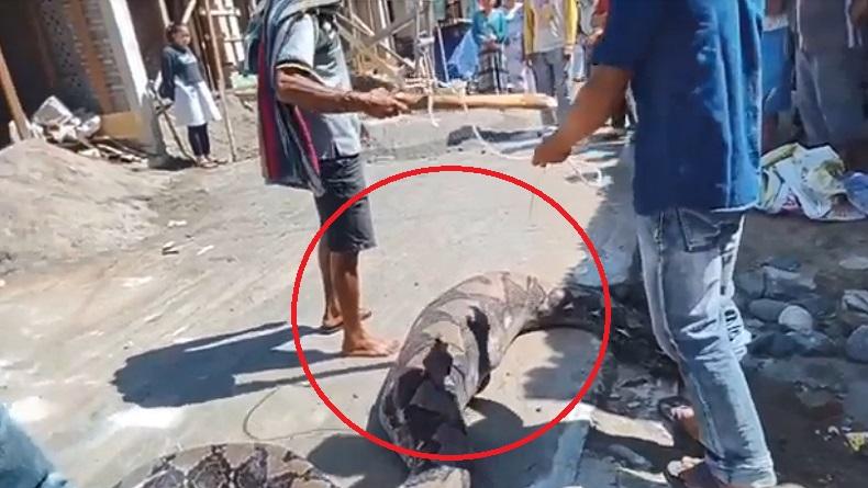 Merinding, Ular Piton Makan Kambing Warga di Madina, Kekenyangan Tak Bisa Bergerak