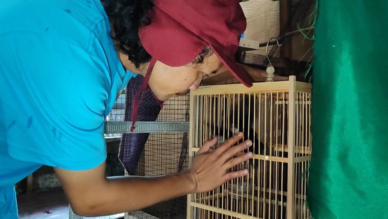 Sukses Budi Daya Murai Batu, Pemuda di Pangkalpinang Raup Omzet Puluhan Juta Rupiah per Bulan