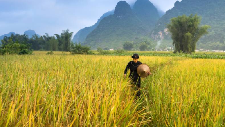 Gubernur Kalsel Canangkan Gerakan Tanam Padi di Musim Kemarau dan El Nino