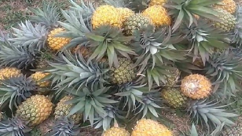 2 Daerah Penghasil Nanas di Jawa Tengah, Produknya Tembus Luar Negeri