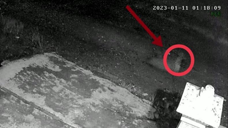 Merangin Geger, Sosok Diduga Tuyul Terekam CCTV Mondar-mandir di Depan Rumah Warga
