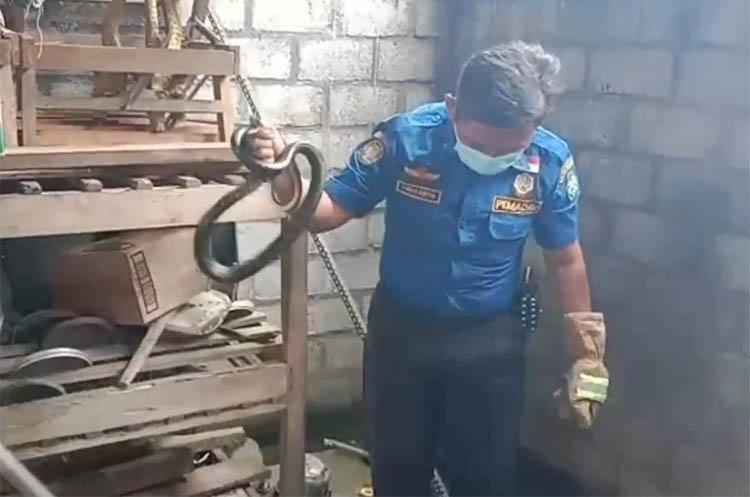 Masuk ke Permukiman, Ular Kayu Sepanjang 2 Meter Dievakuasi Petugas Damkar Gunungkidul