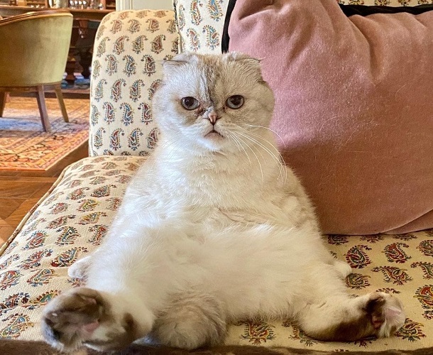 5 Hewan Peliharaan Terkaya di Dunia, Ada Kucing Taylor Swift