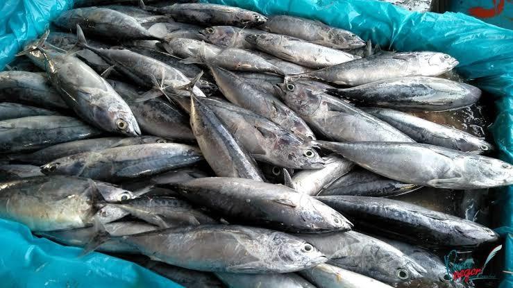 5 Daerah Penghasil Ikan Tongkol Terbesar di Jawa Timur, Nomor 3 Tembus 10.933 ton