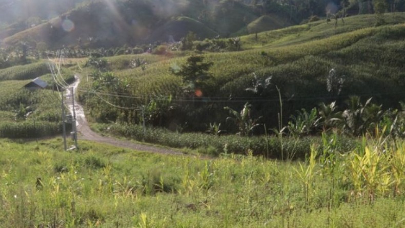 Jalan Rusak Parah, Transmigran di Boalemo Kesulitan Jual Hasil Pertanian 