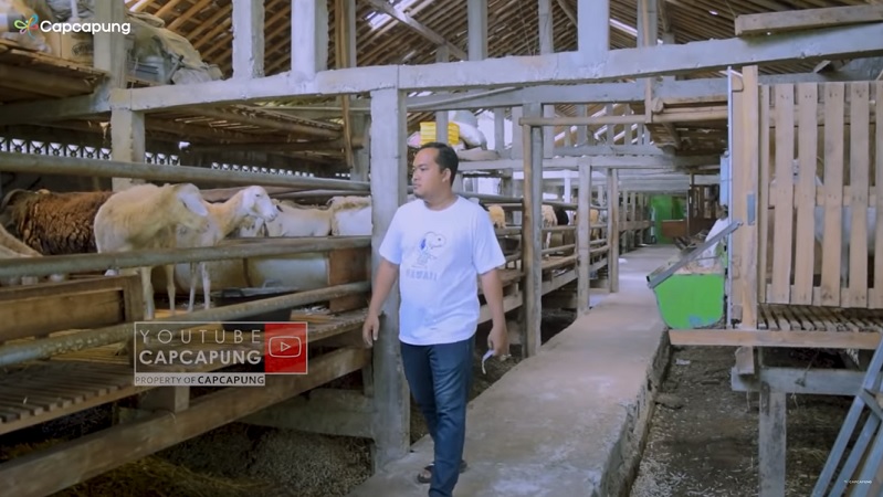 Kisah Mantan Karyawan Distro yang Sukses Jadi Peternak Domba
