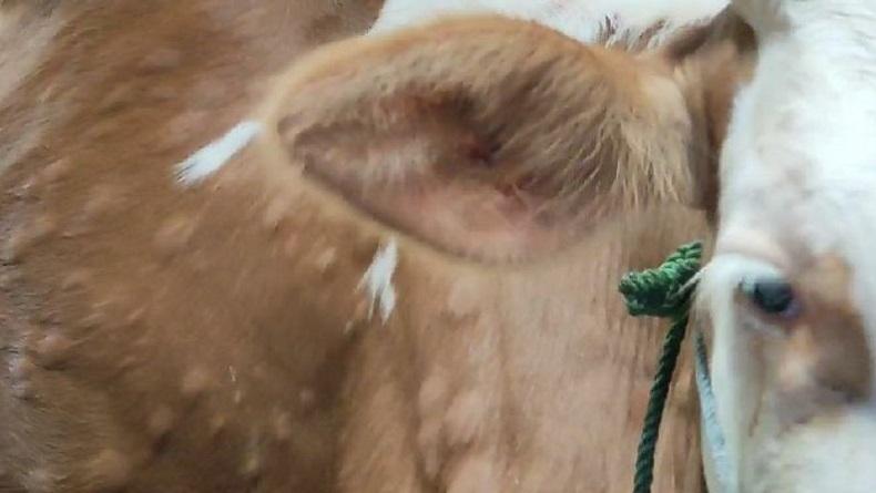 32 Sapi di Boyolali Positif Terjangkit Penyakit LSD, 20 Ekor Sembuh