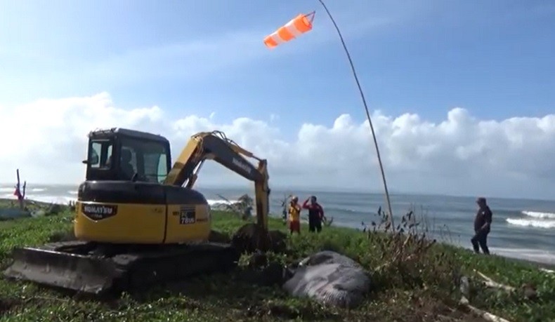 Keluarkan Bau Busuk, Bangkai Paus di Bibir Pantai Munggu Langsung Dikubur