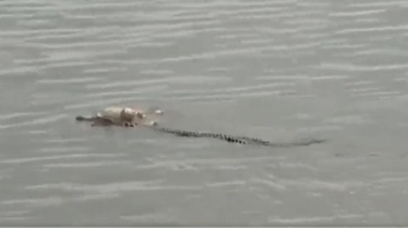 Viral Video Buaya Antar Jasad Bocah yang Hilang 2 Hari ke Tepi Sungai