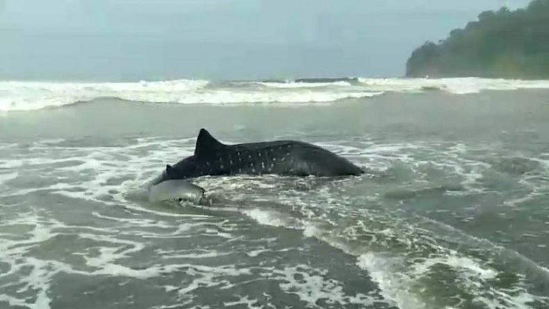 Hiu Tutul Mati Seberat 2 Ton Terdampar di Pantai Suwuk Kebumen