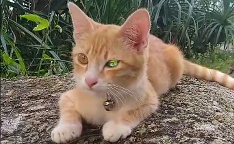 30 Nama Kucing Jantan dan Artinya, Dari Nama Artis Hingga Tokoh Kartun Ada