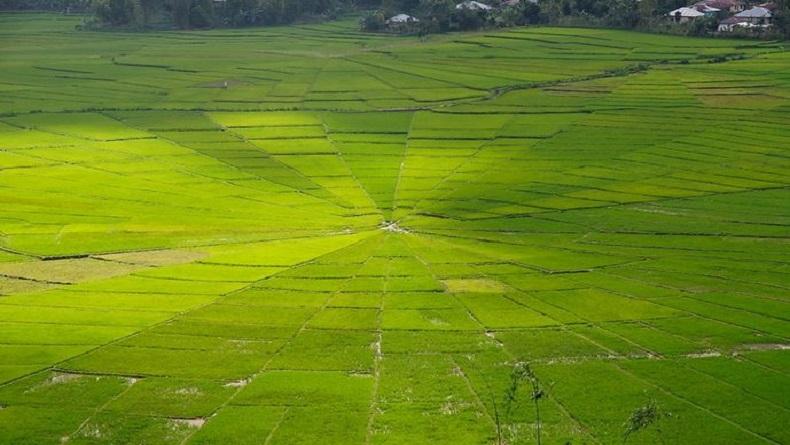 Inilah Alasan Mengapa Indonesia Disebut sebagai Negara Agraris