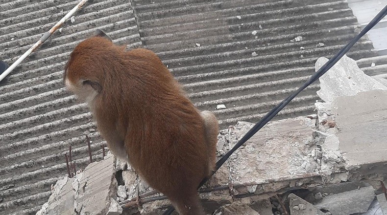 Monyet Peliharaan Lepas di Perkampungan, Damkar Jakbar Turun Tangan 