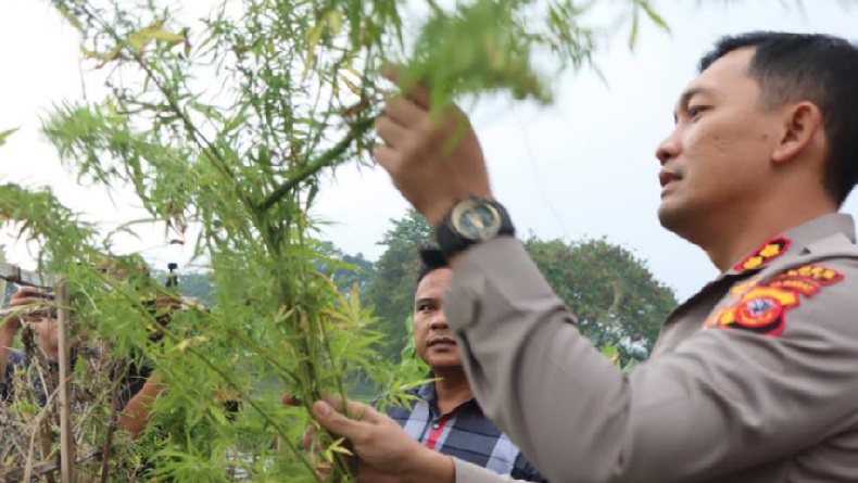 Dukun Tanam Ratusan Pohon Ganja di Objek Wisata Situ Cangkuang Garut