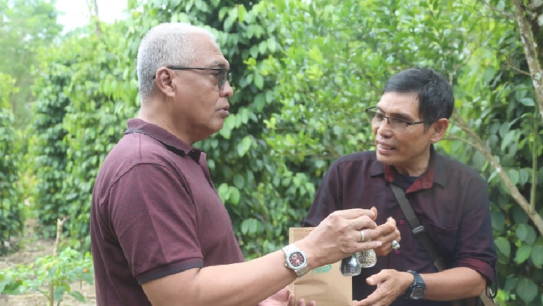 Produksi Lada di Belitung Semakin Pesat, Petani Sasar Peluang Ekspor ke Asia Tenggara