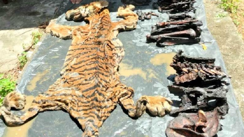 Mantan Bupati Bener Meriah Aceh Ditahan, Tersangka Perdagangan Kulit Harimau