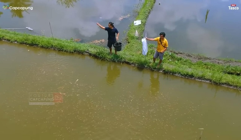 Berawal dari Ide Nongkrong, 2 Pria Ini Sukses Budi Daya Ikan Nila