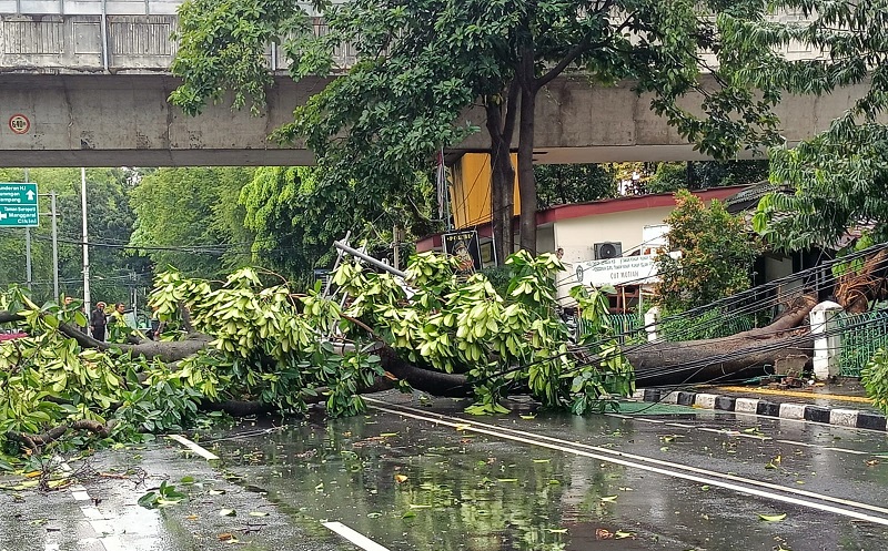 Banyak Pohon Tumbang Imbas Angin Kencang, Heru Budi Minta Distamhut Bertindak Cepat