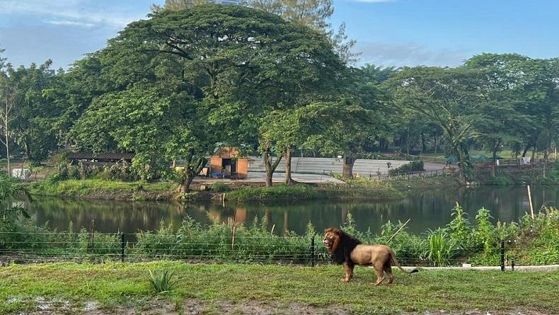 Satwa Singa Solo Safari Diuji Coba Lepas Liar di Wahananya