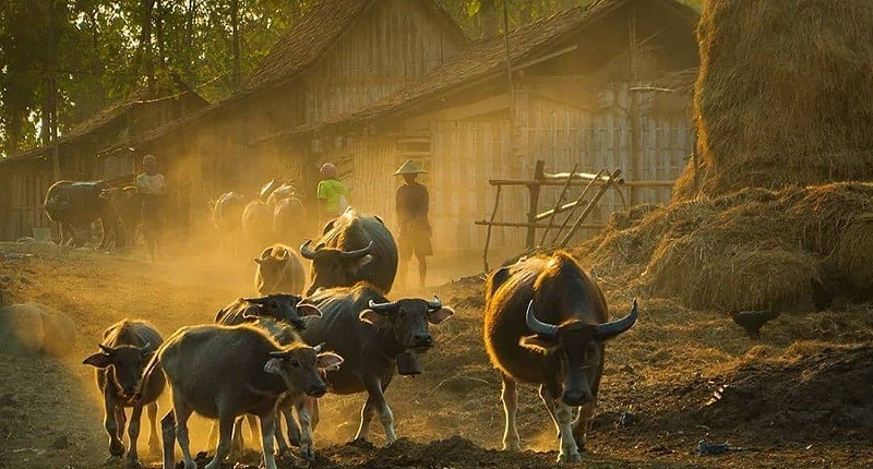 Kampung Unik di Ngawi, Singgah ke Desa yang Dihuni Ratusan Kerbau, Suasananya Mirip di Afrika 