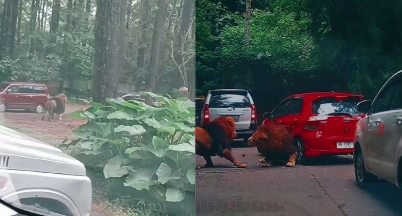 Taman Safari Prigen Pastikan Mobil Rusak Ditabrak Singa Dijamin Asuransi