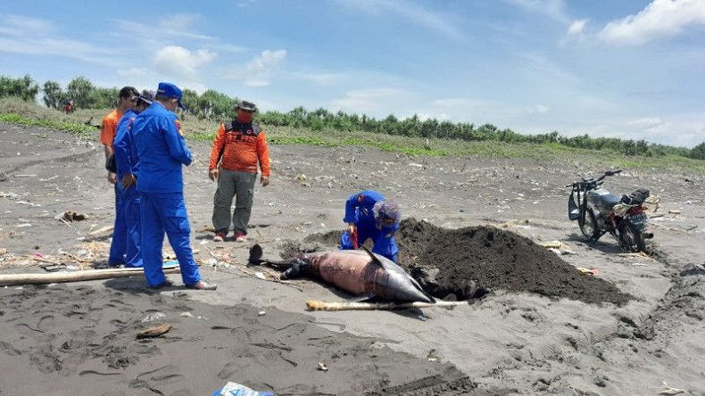 Bersihkan Pantai, Warga Jember Temukan Bangkai Lumba-lumba 1,5 Meter