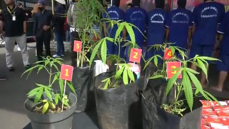 Nekat Tanam Ganja di Halaman Rumah, Pria di Lembang KBB Ditangkap Polisi