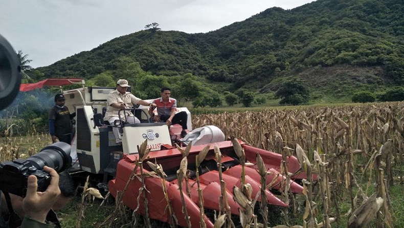 Kendarai Mesin Combine, Begini Aksi Prabowo Subianto Panen Jagung di Lombok