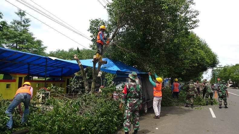 Antisipasi Bencana Puting Beliung, Tim Gabungan Potong Dahan Pohon di Pekalongan