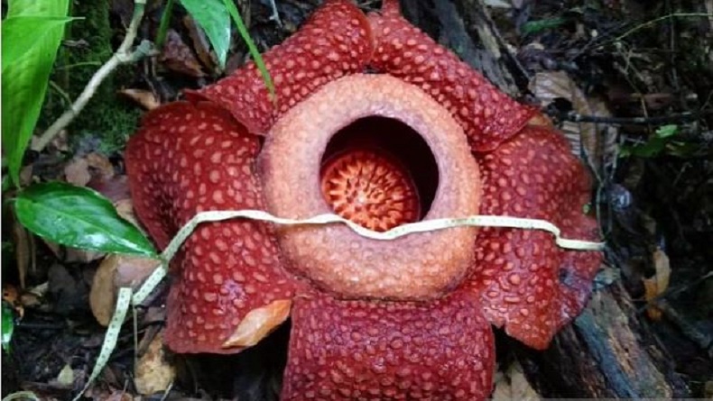 Indahnya Bunga Rafflesia, Mekar Sempurna di Hutan Gaduangbeo Solok
