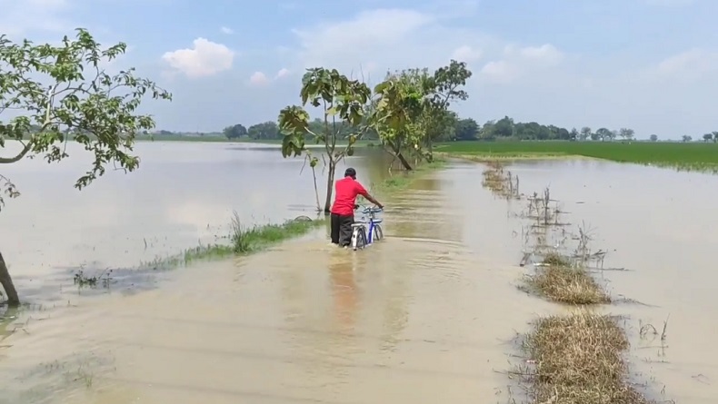 Sektor Pertanian Karawang Rugi Rp2,6 Miliar akibat Sawah Terendam Banjir