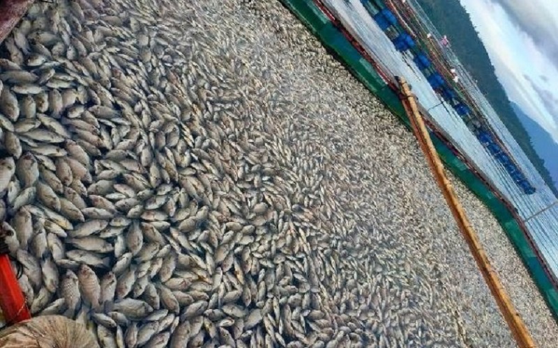Ribuan Ikan Keramba Danau Ranau Mati karena Fenomena Bentilehan