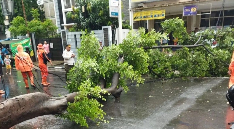 5 Pohon Tumbang Imbas Hujan Deras di Jakarta, 1 Rumah dan Jembatan Rusak Parah