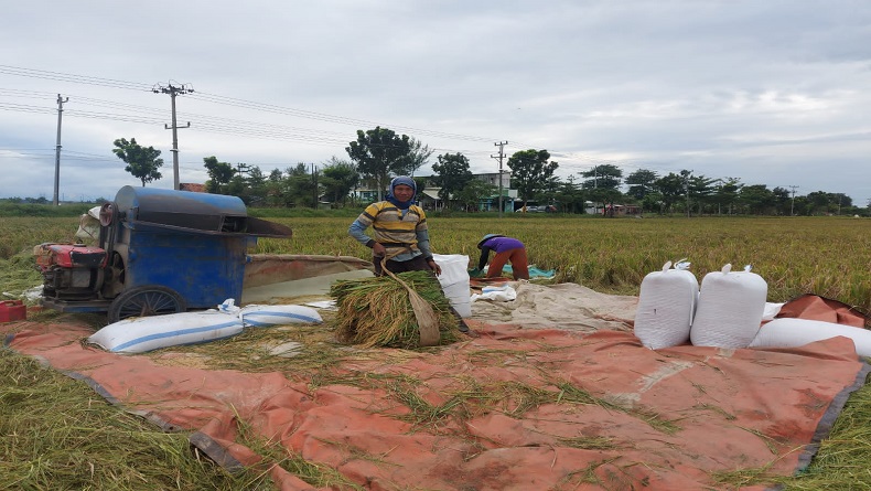 Curah Hujan Tinggi, Hasil Panen Padi di Pemalang Anjlok