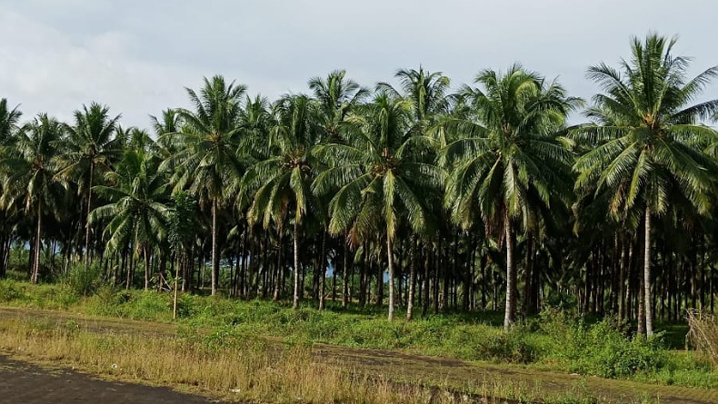 7 Investor di Minahasa Utara Fokus Garap Sektor Pertanian 